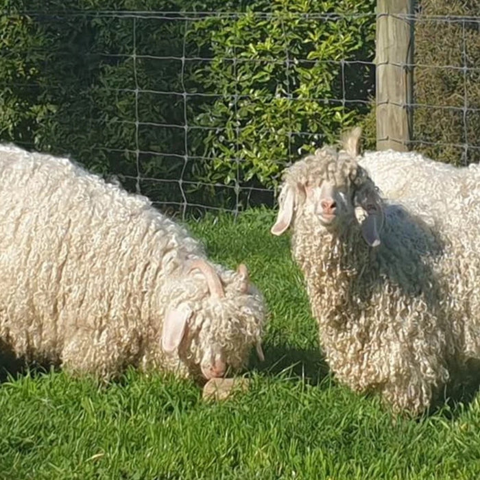 Ad Maiora Angoras - Mohair/Merino 12ply Yarn