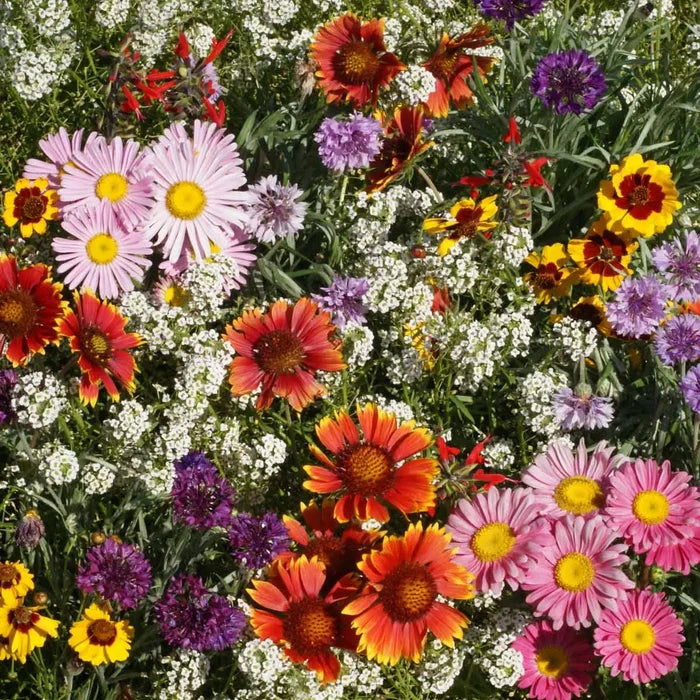 I Am With You Always Bird & Wildflower Mix
