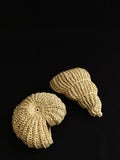 Mare Ruffia Fossil Set