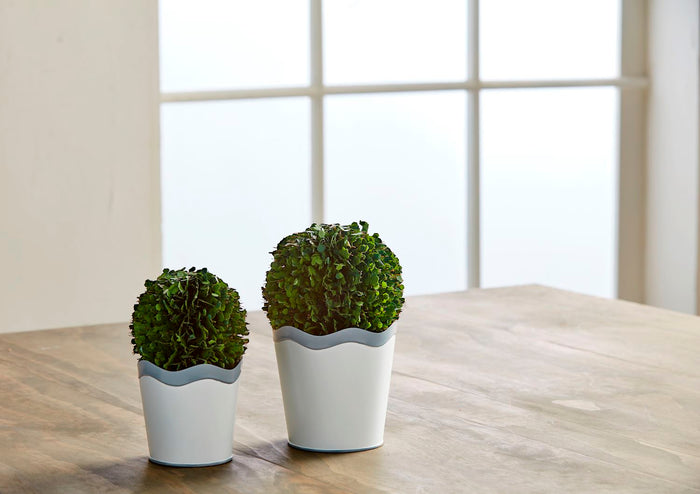 Scalloped Boxwood Pot